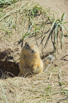 The gophers climbed out of the hole on the lawn , the furry cute gophers sitting on a green meadow in sunny day.