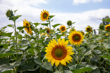 Sunflower closeup. Field with sunflowers. Advertising sunflower seeds and oil. Advertising banner.
