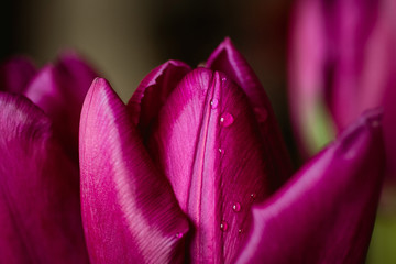 tulip with drops