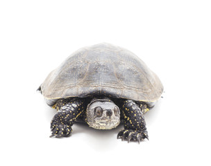 One beautiful turtle.
