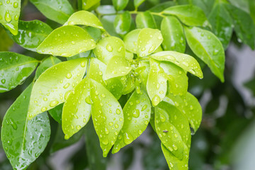 Water droplets on leaves