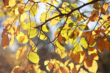 Autumn background in the park