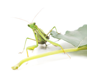 One mantis on the branch.