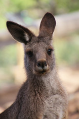 Naklejka na ściany i meble Känguru- Tasmanien