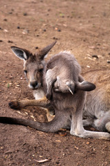 Naklejka na ściany i meble Känguru- Tasmanien