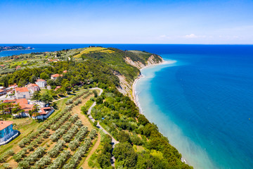 Aerial view of vineyard by the sea and seaside with viticulture