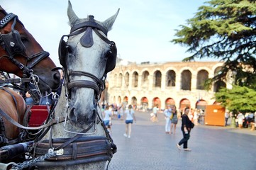 Naklejka premium Portrait of draught horses harnessed to a carriage. Traditional horse and carriage in front of the amphitheatre, the third largest in the world. Piazza Bra and Roman Arena in Verona, Italy 