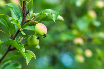 Soft pink apple fruits grow on a tree branch. Green leaves in the background. Summer in the orchard