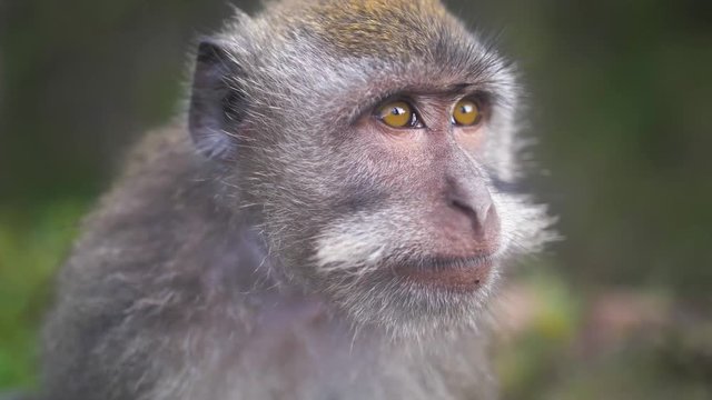 Close up of face of young macaque with gray fur and bright brown eyes. Monkey holds hands with tourist and climbs onto their arm. Wildlife surrounding the Mount Batur, Bali, Indonesia.