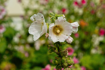 Bunch of beautiful mallows, malvaceae, malva flowers of white color, colorful green, purple background. A bug sits on a petal