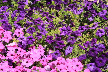 Fototapeta premium flowers in garden the Kuwait city