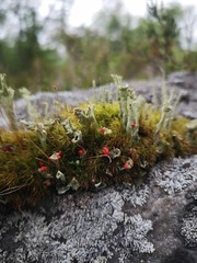 flowers in the garden