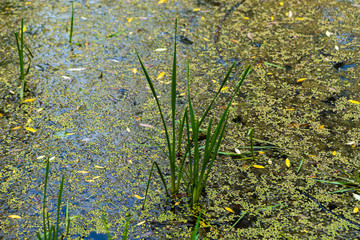 Sedge grass and duckweed in the calm water of an old pond in summer