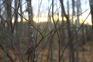 Sunset light in autumn forest