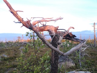 tree with roots