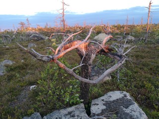 tree in mountains