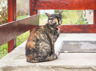 The multicolored young cat on the threshold of the village house.