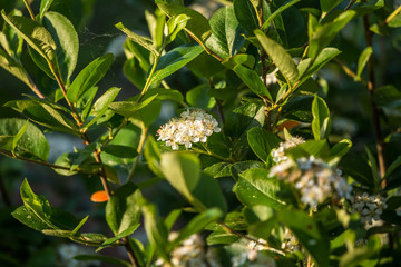 Fototapeta premium Beautiful garden flowers blossoming in the spring. Local flowers in park.