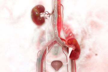 kidney transplantation on scientific background. 3d illustration - obrazy, fototapety, plakaty