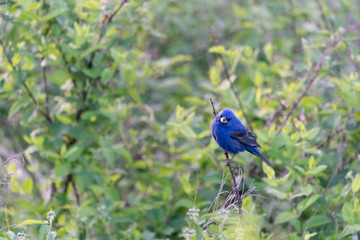 Male Blue Grosbeak