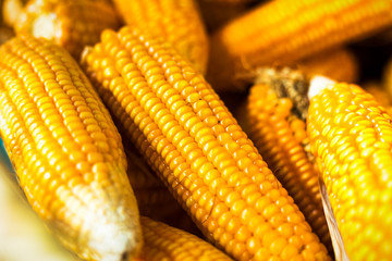 Beautiful Close up of Fresh Process harvest Dried Corn.