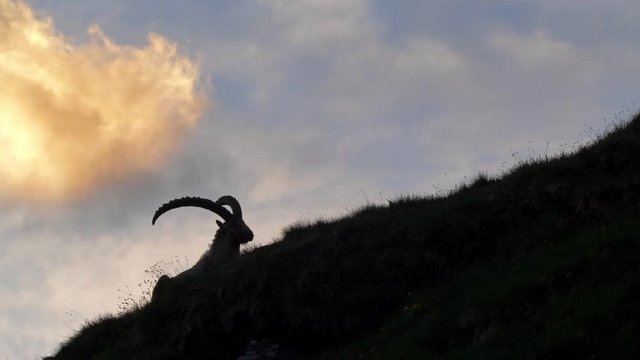 Alpine ibex (Capra ibex) at sunset