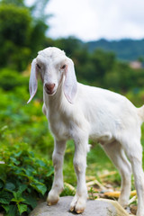 Beautiful cute baby goat, posing to camera.