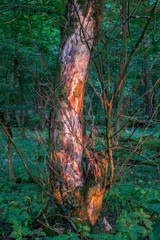 Die Abend Sonne wirft ihr Licht in die Bäume