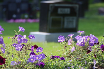 flowers in the cemetery, blurred background