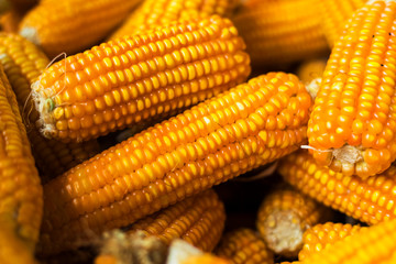Fresh Process harvest Dried corn with bamboo basket.