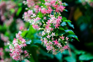 purple flowers in the garden