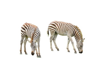 Fototapeta na wymiar zebra Africa wildlife on white background