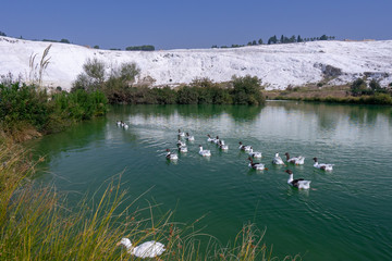 Geese swimming on lake in Pamukkale town of Denizli in Turkey. Ornithology, nobody.