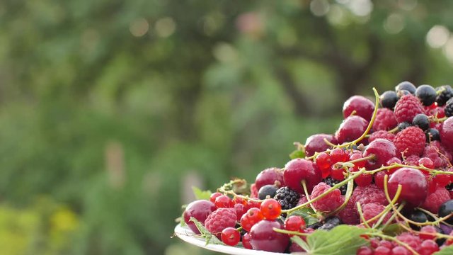 Harvest of Fresh Raspberries, BlackBerry, Cherry, Red and Black Currant on Nature Background Slowly Rotating