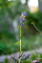 Lavender flowers in bloom