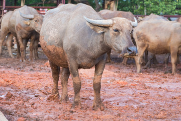 Fototapeta premium Buffalo