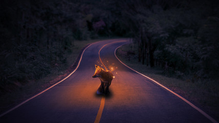 Fox on the road