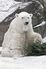white polar bear amusing snow and rocks amusingly playing with a Christmas tree (fir tree)