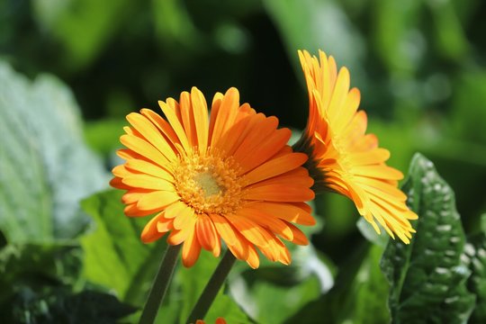 Orange sunflower with sunshine