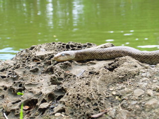 Naklejka premium へび