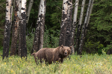 Fototapeta na wymiar Brown Grizzly Bear in Poplar tree meadow 