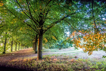 Allee durch Park und Wald Landschaft