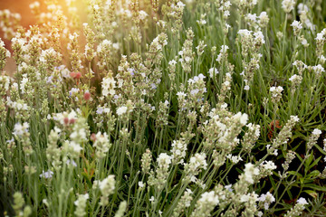 white lavender, a special variety