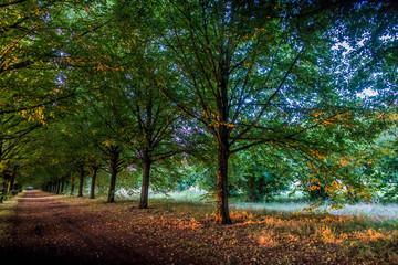 Naklejka premium Allee durch Park und Wald Landschaft