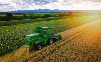 Combine harvester on a wheat field with blue sky, drone aerial view