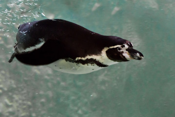 Humboldt penguin close-up is swimming in water underwater photo, in blue tones.