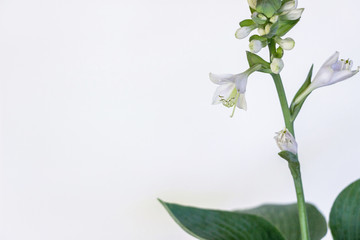Funkia sina (Hosta sieboldiana) plant with flower on white background	