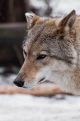 portrait of the face. Beautiful and strong gray wolf female.