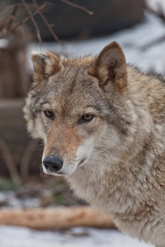 portrait of the face. Beautiful and strong gray wolf female.