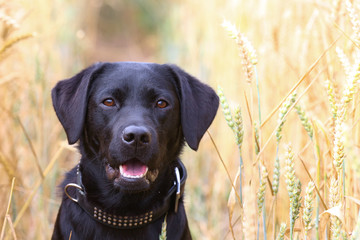 Labrador beim Spaziergang im Kornfeld